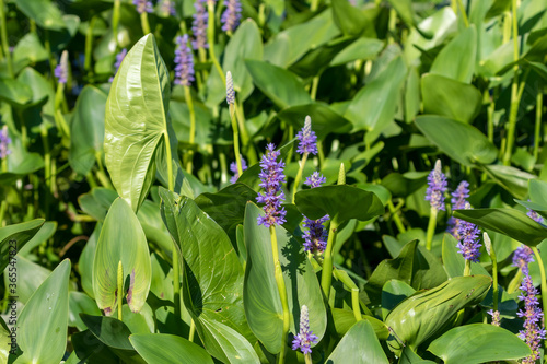 Pickerel weed flower - Pontederia cordata in native American flower photo