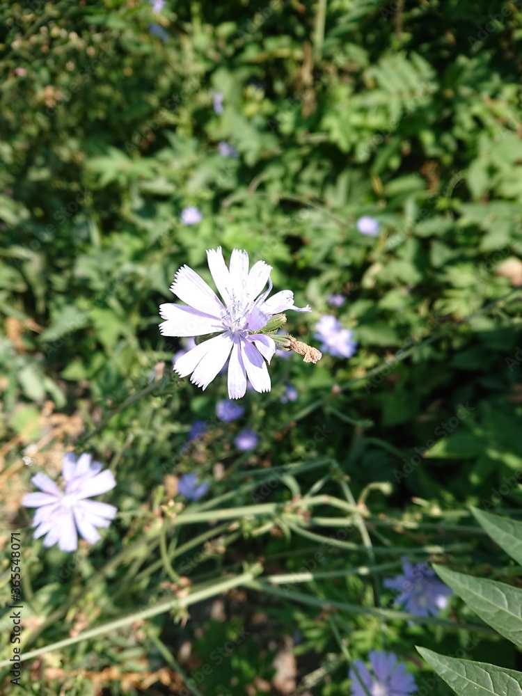 Blue chicory flower on a background of green grass. Blue chicory flower on a background of green grass.