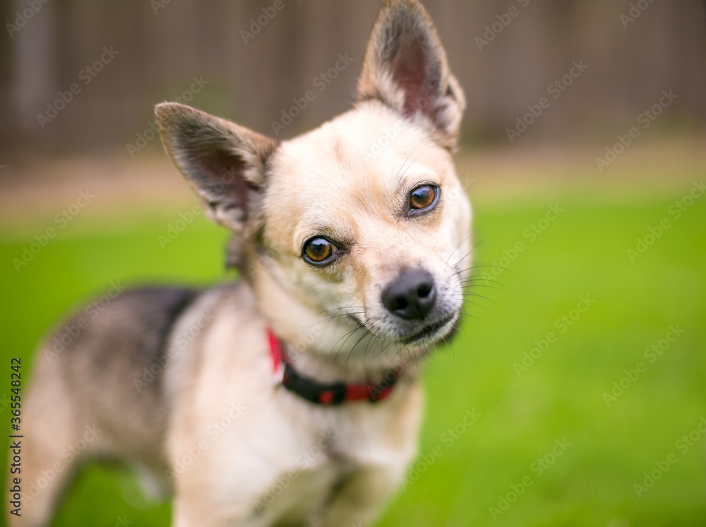 A small Chihuahua dog with a head tilt