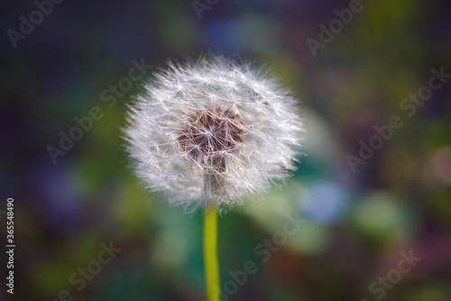 Macro one white fluffy dandelion on blurred background.