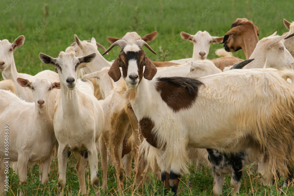 Rural scenic. Herd of goats in the grassland. Rural scenic. Herd of goats in the grassland.