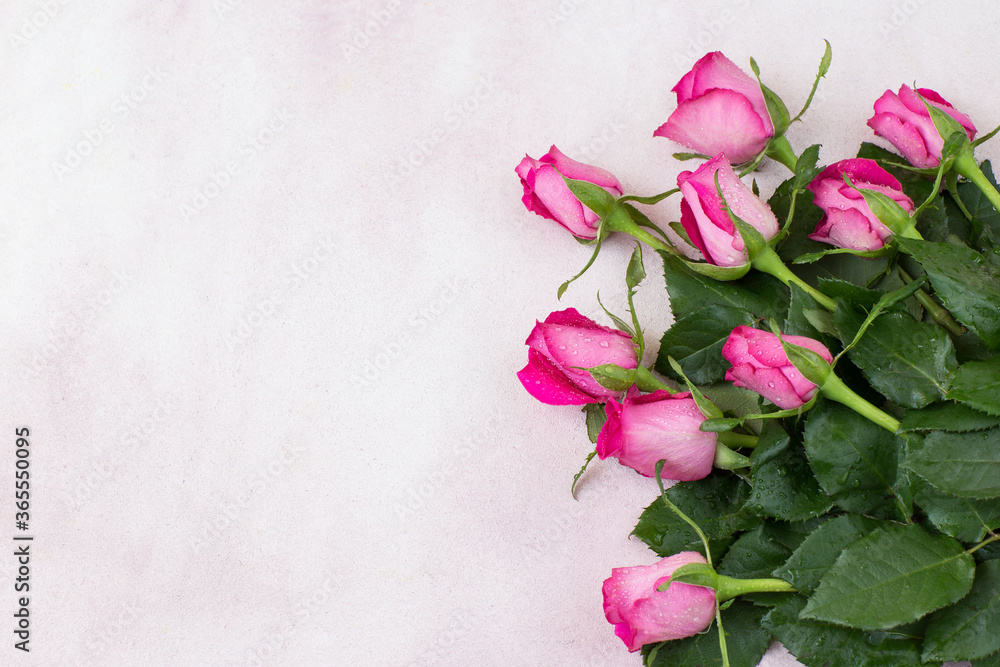 on a pink background pink roses and free space for text on a pink background pink roses and free space for text