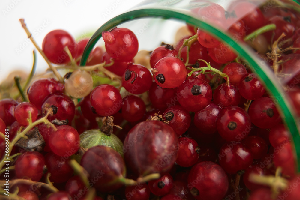 Assorted berries close-up. Ripe berries. Currants, black, red and white. Green and red gooseberries. Summer berry. Lots of vitamins.