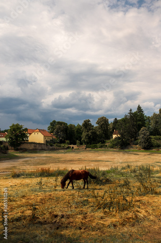 horse in the field