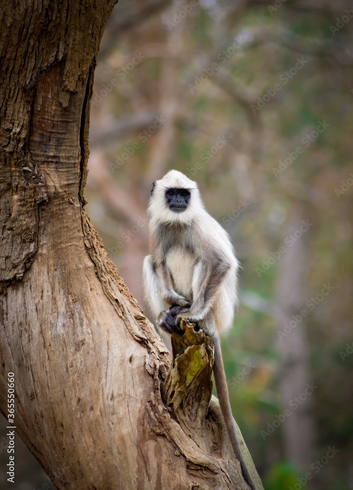Fototapeta premium Gray Langur at Mudumalai forest, Tamil Nadu