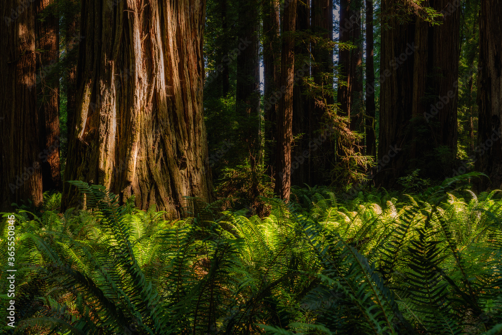 Coastal Redwoods in Redwoods National and State Parks
