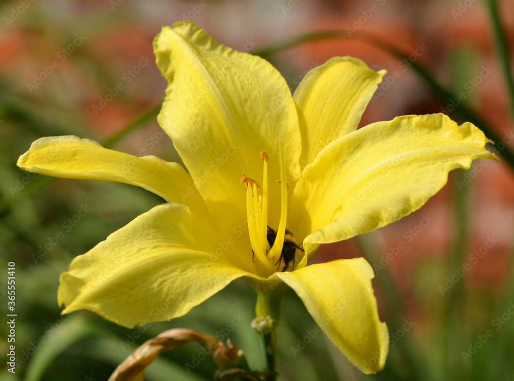 Fototapeta premium Lis