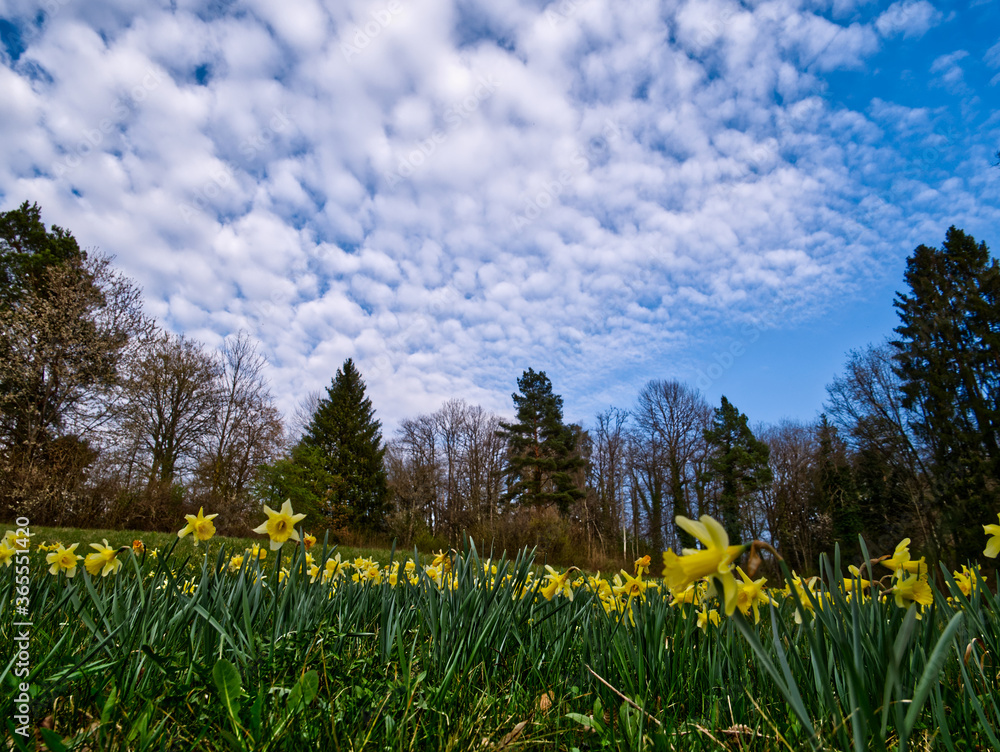 Obraz premium PIC62903-a