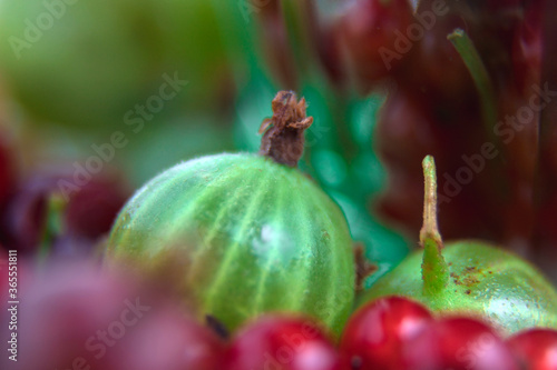 Gooseberry close-up. Ripe berries. Green and red gooseberries. Summer berry. Lots of vitamins.