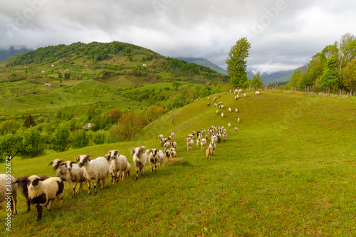 Sheep grazing on filed.  Rural Scene Transilvania, Romania photo