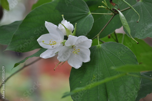 White flower blossom in summer ,Kerala India .