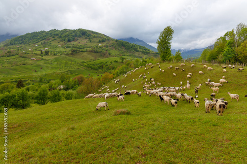 Sheep grazing on filed. Rural Scene Transilvania, Romania