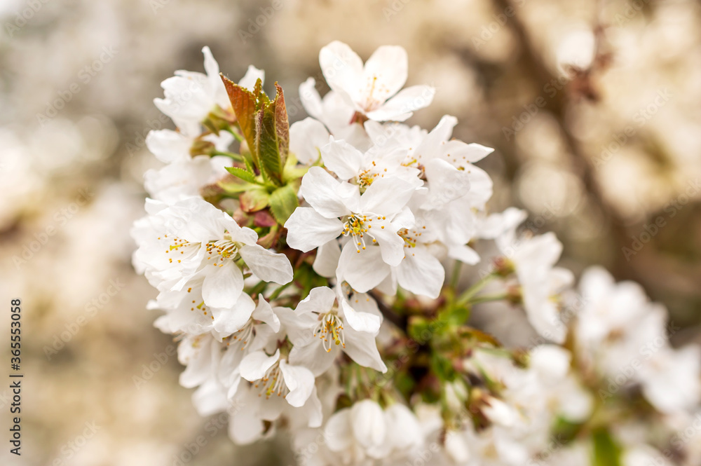 White cherry blossom. Close up. Blooming cherry tree with flowers. White cherry blossom. Close up. Blooming cherry tree with flowers.