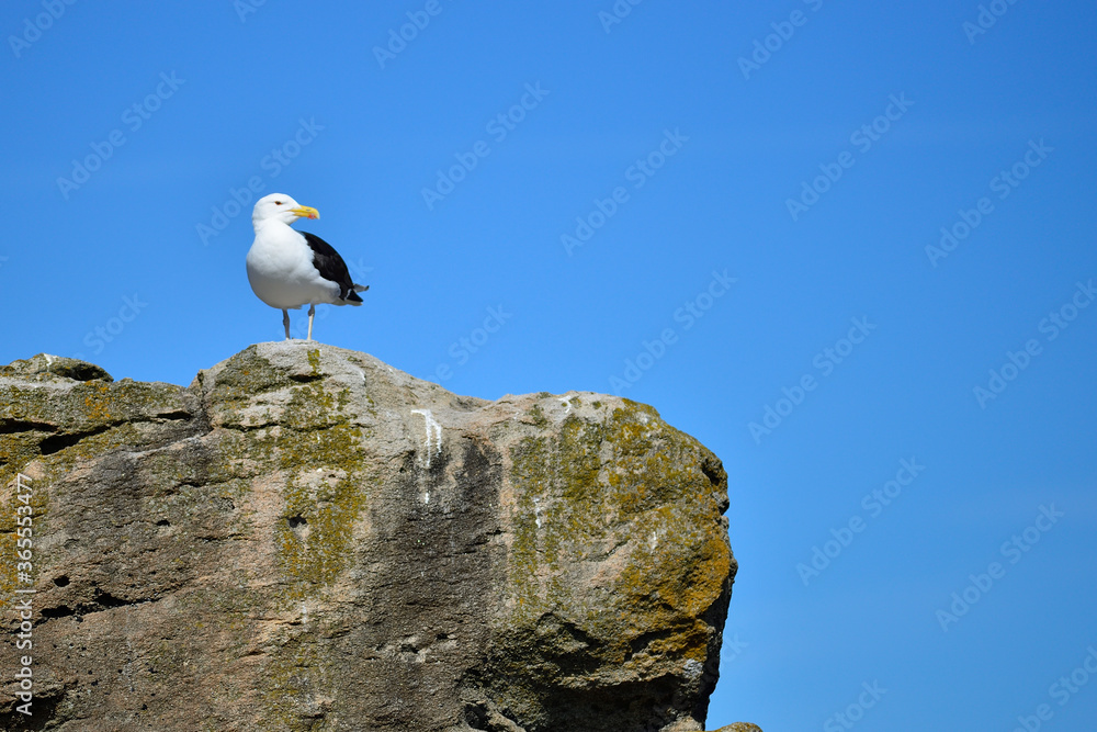 Fototapeta premium Goéland à l'affût, Quiberon Bretagne