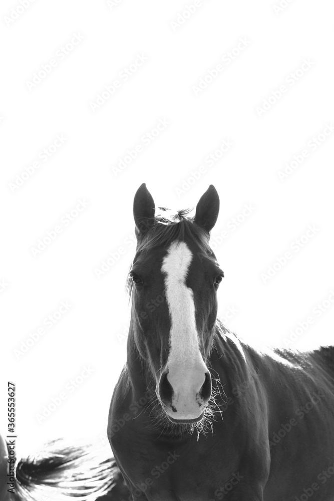 Horse head close up isolated on white background.