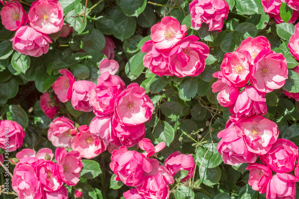 pink rose bush