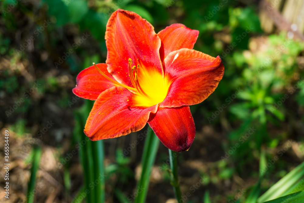 Red Flower. close up of a flower. Red Flower. close up of a flower.