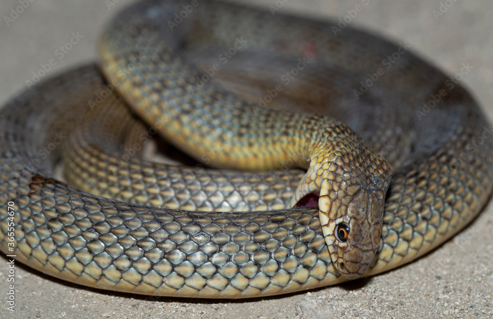 Obraz premium The snake bites itself. Caspian whipsnake (caspius) also known as the large whipsnake.