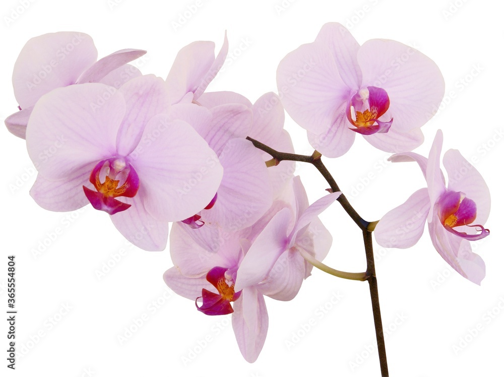 Obraz pink orchid Phalaenopsis isolated close up