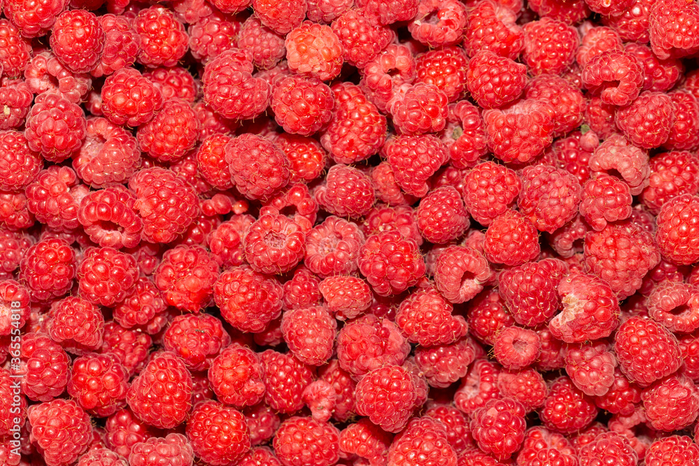 Background of ripe red raspberries. Vitamin Dessert.