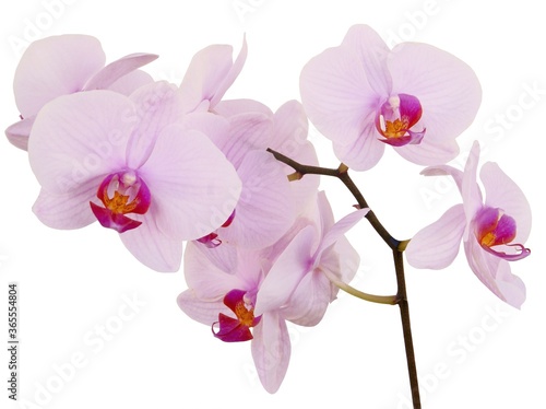 pink orchid Phalaenopsis isolated close up