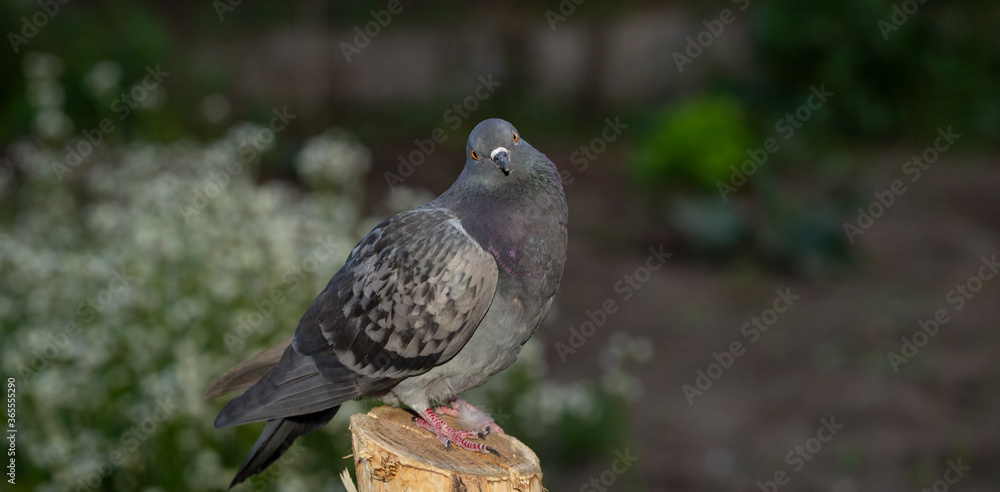 Rock dove, or common pigeon, is a member of the bird Columbidae. A young male bird is sitting on a post. Rock dove, or common pigeon, is a member of the bird Columbidae. A young male bird is sitting on a post.