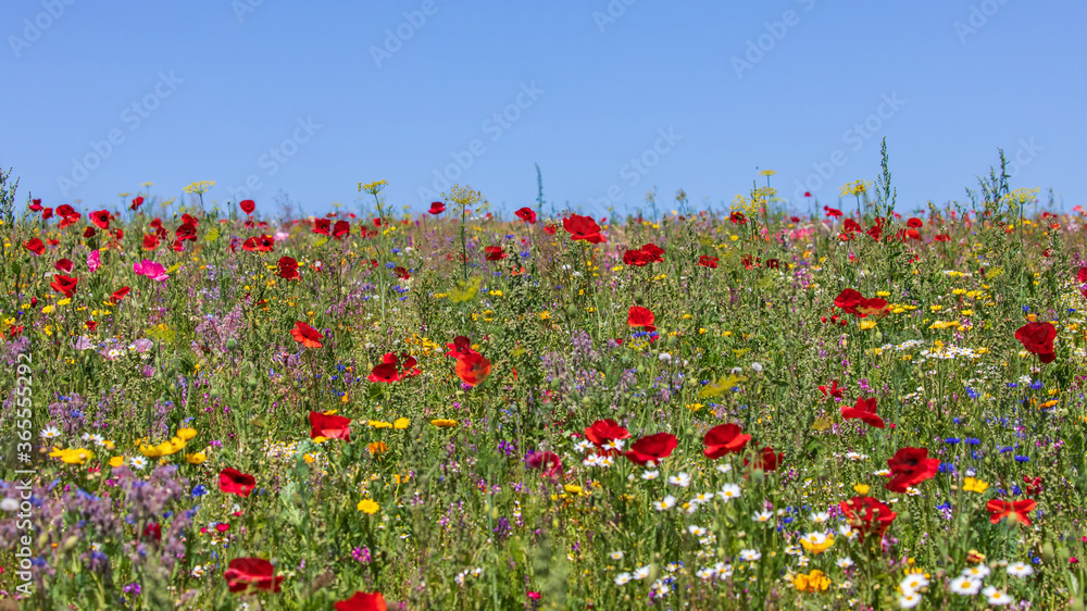 Obraz premium Mohnblumen 74