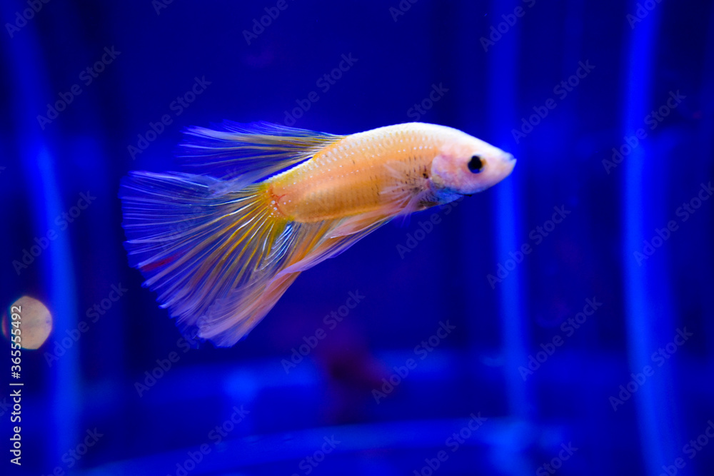 tropical fish in aquarium tropical fish in aquarium