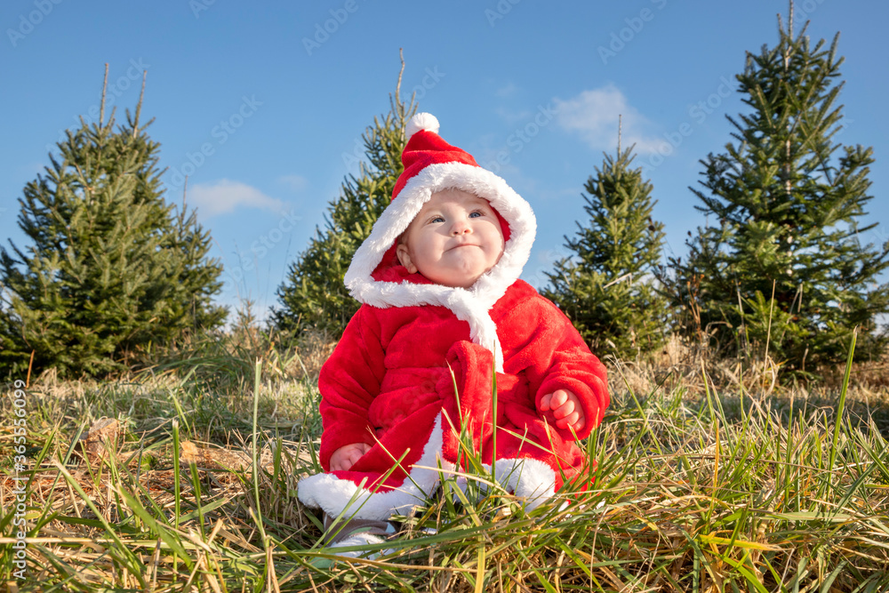 Baby at a Christmas tree farm getting ready to cut down her first tree in the woods Baby at a Christmas tree farm getting ready to cut down her first tree in the woods