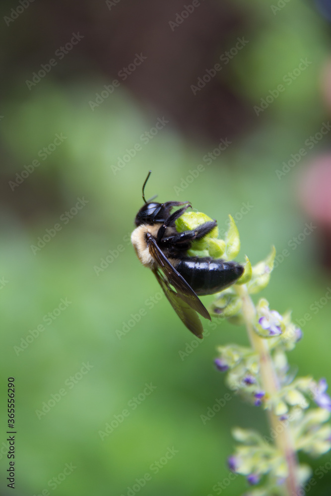 close up of bee on a green plant