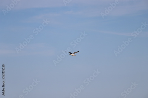 Seagull flying over the beach