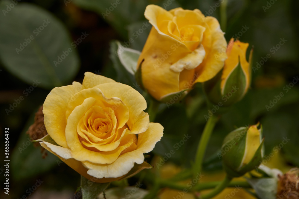 Summer. Roses blossomed in the garden of a country house. Summer. Roses blossomed in the garden of a country house.