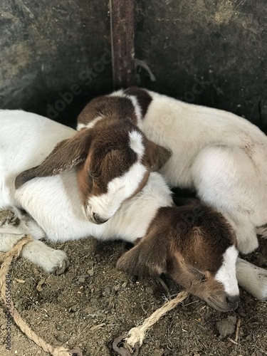 Baby Boer goats sleeping.