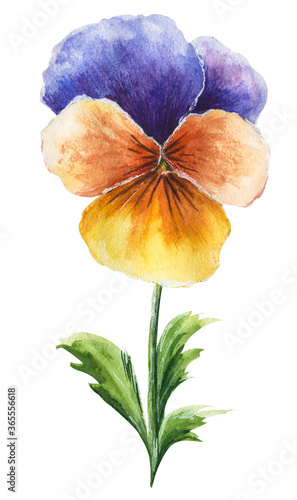 Vector watercolor illustration of blue, orange and yellow pansy flower isolated on white background. Hand drawn colorful floral element for wedding invitations, greeting cards, scrapbooking