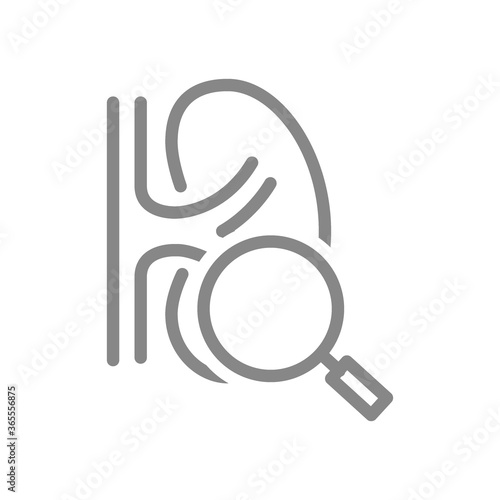 Kidney with magnifying glass line icon. Organ research, disease prevention symbol