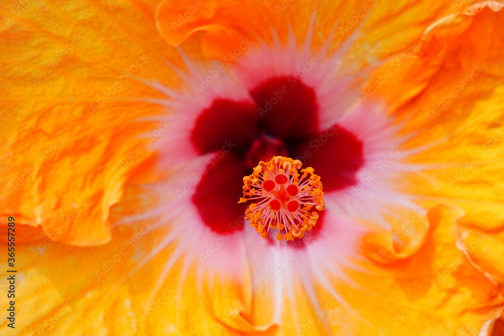 Orange, yellow and red hibiscus flower in bloom Orange, yellow and red hibiscus flower in bloom