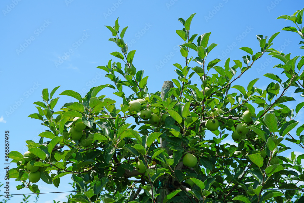 Fresh green apples growing on trees at an apple orchard Fresh green apples growing on trees at an apple orchard