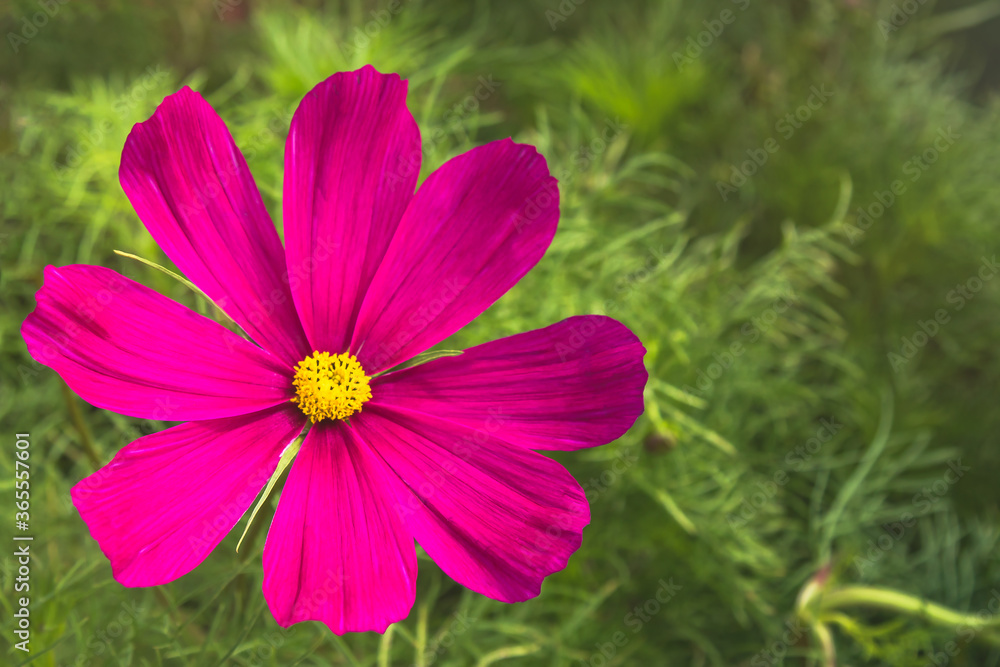 Fototapeta premium Soft focus colorful cosmos flower (Cosmos Bipinnatus) in the garden.