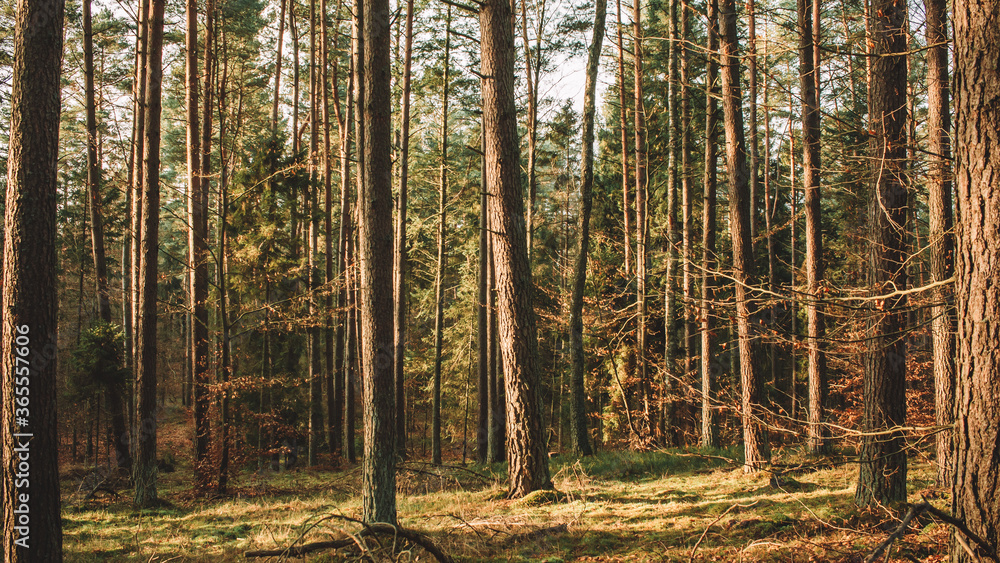 forest vibe forest vibe