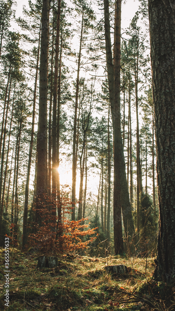 Fototapeta premium forest vibe