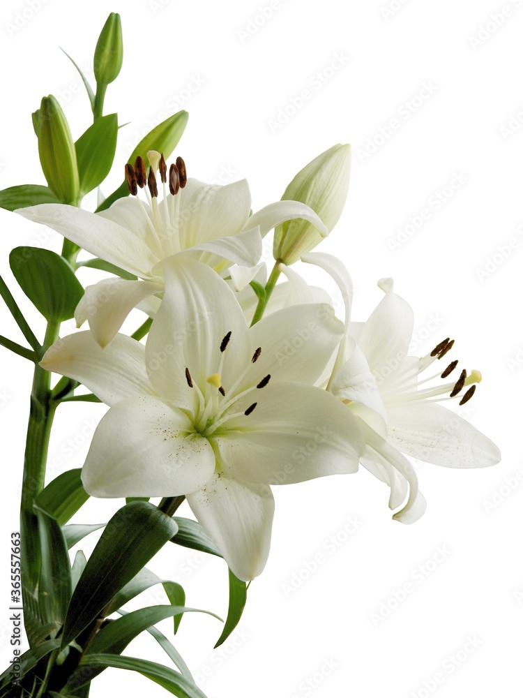 Obraz premium white lilies with brown pollen close up