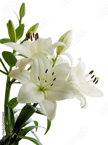 white lilies with brown pollen close up