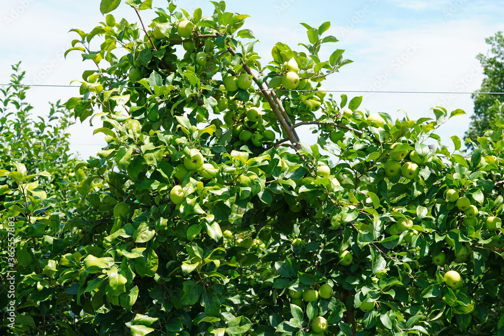 Fresh green apples growing on trees at an apple orchard Fresh green apples growing on trees at an apple orchard
