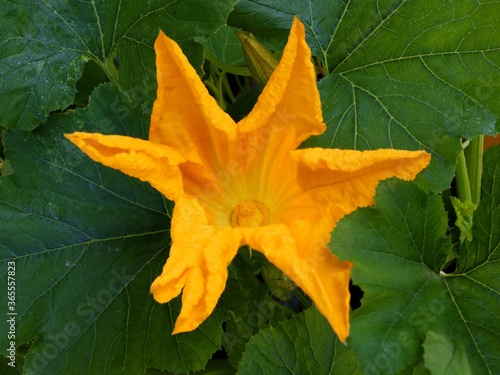 big,yellow flower of zucchini vegetable plant at spring