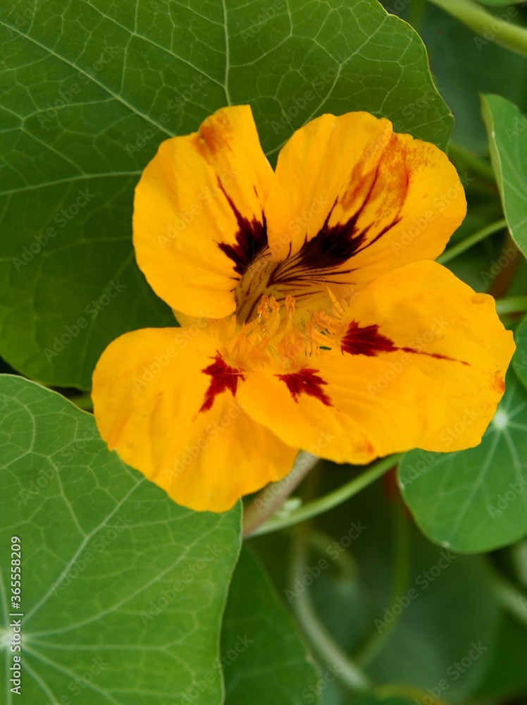 pretty orange flowers of nasturtium plant in a garden close up pretty orange flowers of nasturtium plant in a garden close up