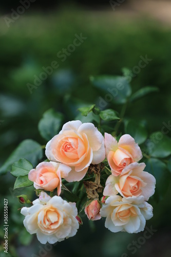 bunch of roses
