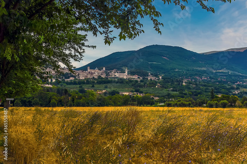 A view over the hedgerows towards the to0wn of Assissi  Umbria  Italy and the Basilica of Saint Francis in the summertime