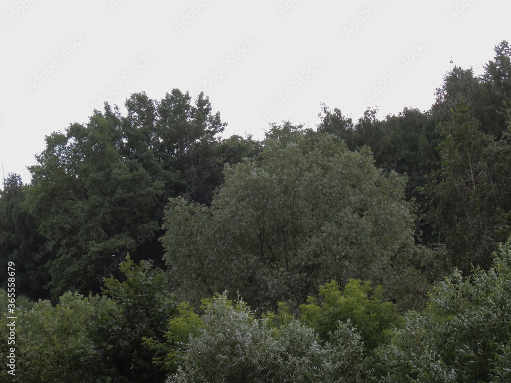Fototapeta premium background of green willow leaves waving in the wind in the background is the sky.