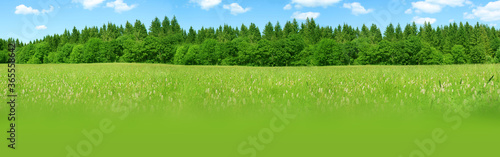 beautiful green summer landscape with green meadow grass, wildflowers, shrubs, trees, natural nature concept, ecology, environmental protection, panorama