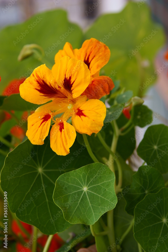 orange and yellow flowers of nasturtium close up orange and yellow flowers of nasturtium close up